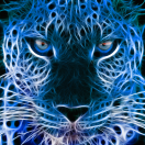 Blue_Leppard