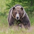 WildMedia's Avatar