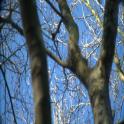Andrew_Bird