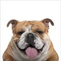 ZingDog