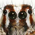 eurospiders