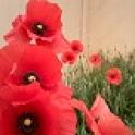 ZuppiPhoto