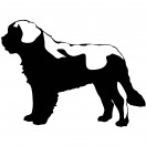 saintbernard