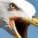 RunningSeagull's Avatar