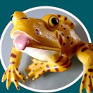 Videos_Froggy's Avatar