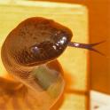 Ozsnakes