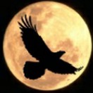 phoenix_recordings