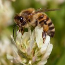 AnnaNicola