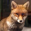 urbanfox