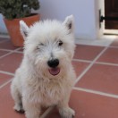 Mattbark1