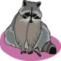 raqcoon