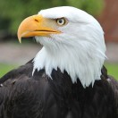 Artakabrahamyan72's Avatar