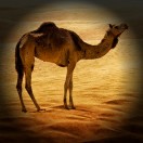 Desertronika's Avatar