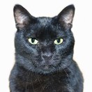 NeighboursCat