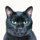 NeighboursCat