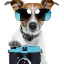 BadDog1