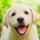 happy_puppy_music's Avatar