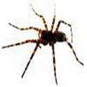 spider72