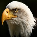 eagleyevfx