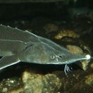 alferiefanton's avatar