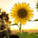 sunflowerfieldsforever's Avatar