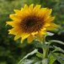 SunflowerArt
