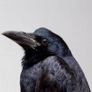 garmoncheg's Avatar