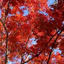 LesleyDiane's avatar