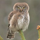 WildlifeFootage