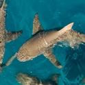 spaceshark