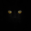 JohanFerret's Avatar
