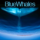 BlueWhales