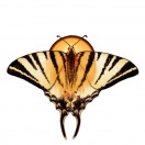 Digihelion's Avatar