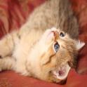 catmaestro