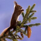 wildshot's Avatar