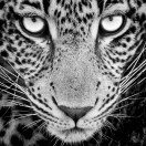 CreativeWILD_Africa