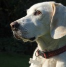BadBeagle's Avatar