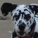 spottyboymusic