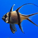 FishSongs